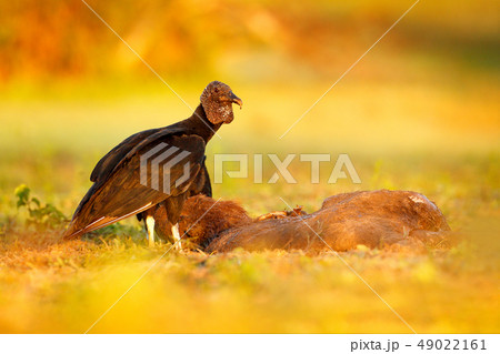 Vulture with capybara carcass. 49022161