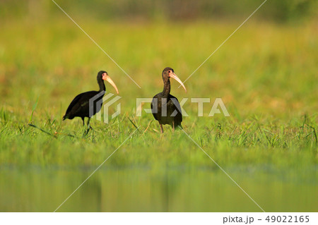 Birds of Brazil. Bare-faced ibis on the meadow Birds of Brazil. Bare-faced ibis on the meadow 49022165