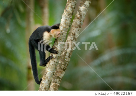 Wildlife of Costa Rica with White-headed Capuchin Wildlife of Costa Rica with White-headed Capuchin 49022167