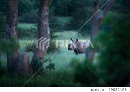 Rhino in forest habitat, White rhinoceros 49022168