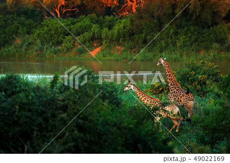 Two giraffes near the river in Green vegetation 49022169