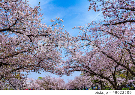桜並木 万博記念公園 49022509