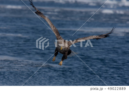 知床 冬 知床 冬 49022889