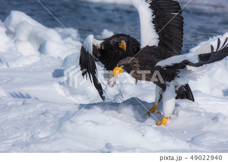 知床　冬 49022940