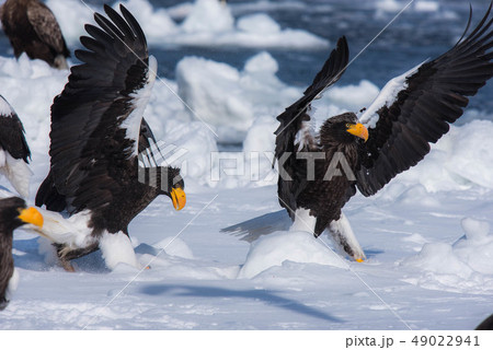 知床　冬 49022941