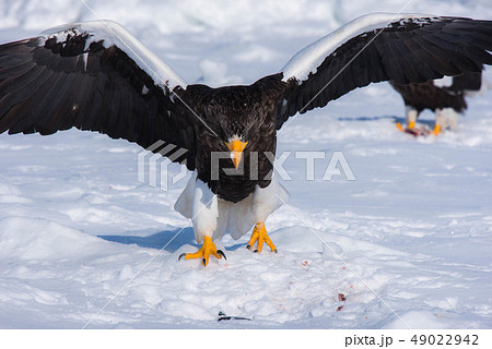 知床　冬 49022942