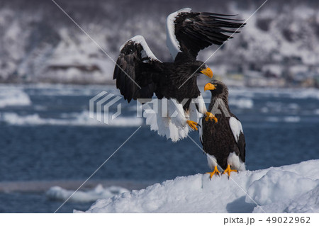 知床　冬 49022962