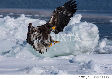 知床　冬 49023145