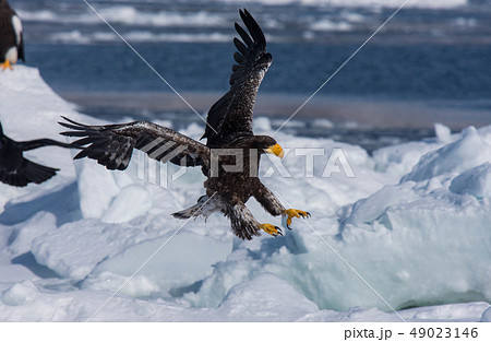 知床　冬 49023146