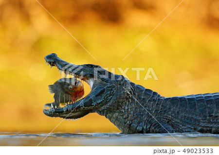 Caiman, crocodile with fish in with open mouth 49023533