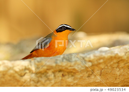 White-browed Robin-Chat, Cossypha heuglini 49023534