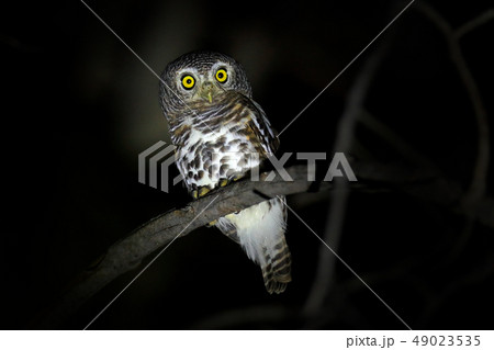 African barred owlet, Glaucidium capense 49023535