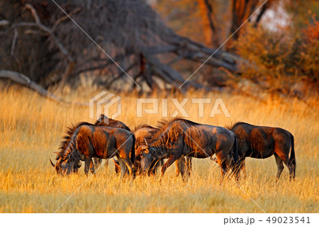 Blue wildebeest, Connochaetes taurinus on meadow 49023541