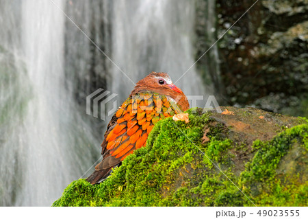 Emerald Dove, Chalcophaps indica, by the waterfall 49023555