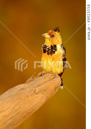 Yellow bird Crested Barbet on the tree trunk 49023558
