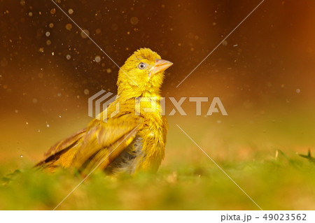 Yellow-bellied Greenbul, Chlorocichla flaviventris 49023562