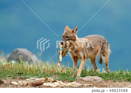 Jackal with catch. Golden jackal, Canis aureus Jackal with catch. Golden jackal, Canis aureus 49023568