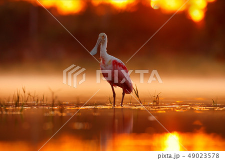 Beautiful sunrise with Roseate Spoonbill 49023578