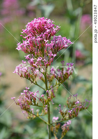 Red valerian Red valerian 49023847