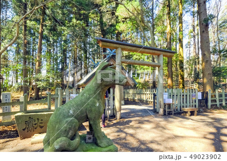 狛犬と宝登山奥宮（吽） 49023902