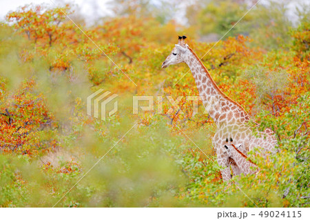 Giraffe and young in the orange aurumn forest 49024115