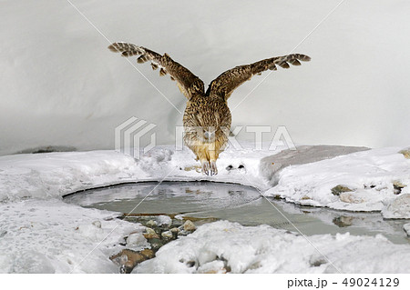 Blakiston's fish owl, caught fish in the bill Blakiston's fish owl, caught fish in the bill 49024129