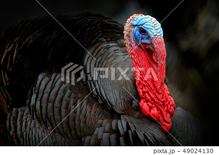 Portrait of Wild Turkey, Meleagris gallopavo Portrait of Wild Turkey, Meleagris gallopavo 49024130