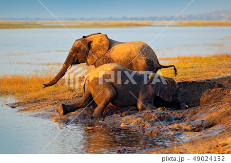Elephants playing in muddy water 49024132