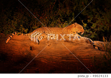 African Leopard, Panthera pardus shortidgei 49024133