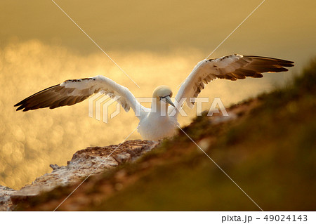 Sea bird with open wing, beautiful evening light Sea bird with open wing, beautiful evening light 49024143