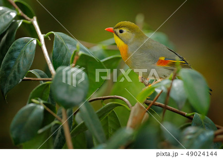 Red-billed leiothrix, Leiothrix lutea, from China 49024144