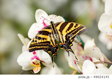 Butterfly sitting on the green leave. Butterfly sitting on the green leave. 49024145