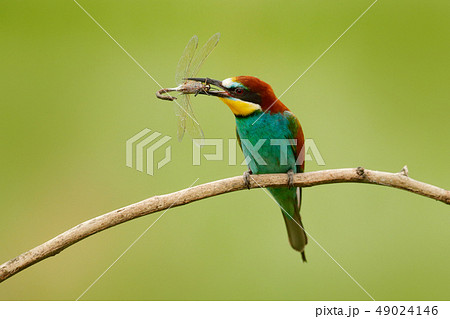 European Bee-eater, Merops apiaster European Bee-eater, Merops apiaster 49024146
