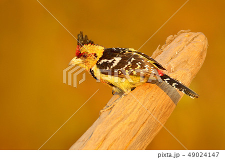 Crested Barbet, Trachyphonus vaillantii 49024147