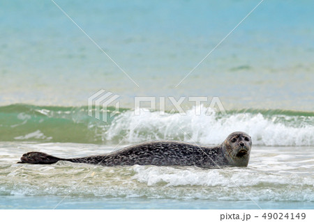 Animal in the water. Grey Seal, Halichoerus grypus Animal in the water. Grey Seal, Halichoerus grypus 49024149
