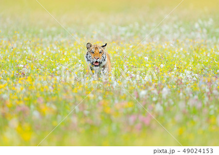 Tiger with pink and yellow flowers 49024153