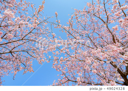 桜満開 49024328