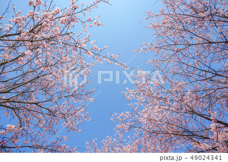 桜満開 49024341