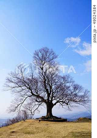 韓国　扶余　聖興山愛の木 49024384