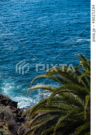 beautiful view on blue ocean water and palm tree 49025294