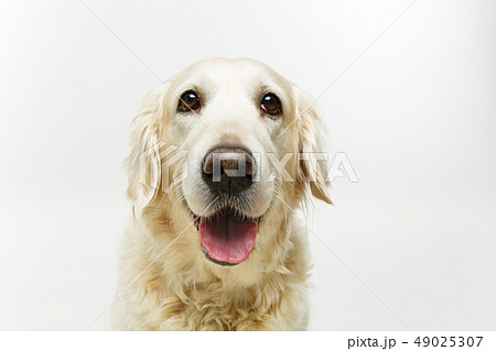 beautiful adult golden retriver dog on white background 49025307