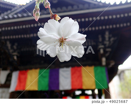 六角堂しだれ桜 六角堂しだれ桜 49025687