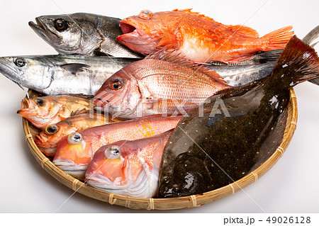 魚 盛り合わせ 魚 盛り合わせ 49026128