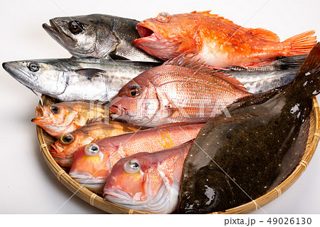 魚 盛り合わせ 魚 盛り合わせ 49026130
