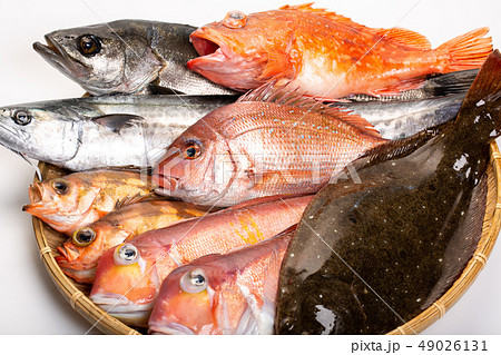魚 盛り合わせ 魚 盛り合わせ 49026131