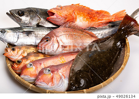 魚 盛り合わせ 魚 盛り合わせ 49026134