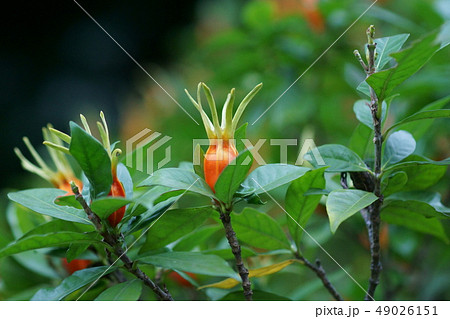 梔子 鮮やかなクチナシの実 梔子 鮮やかなクチナシの実 49026151