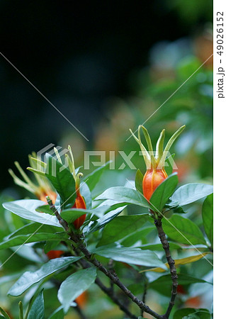 梔子 鮮やかなクチナシの実 梔子 鮮やかなクチナシの実 49026152