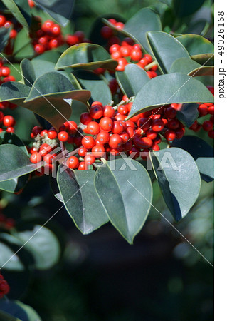黒鉄黐 鮮やかなクロガネモチの実 黒鉄黐 鮮やかなクロガネモチの実 49026168