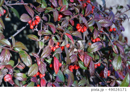 紅紫檀　ベニシタン　紅葉した葉と鮮やかな実 49026171